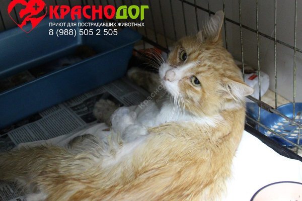 Вход в кракен