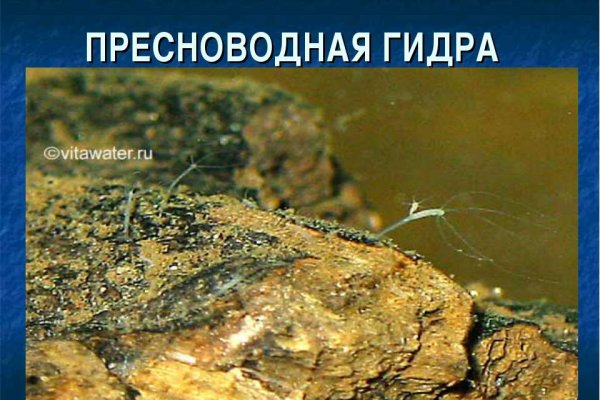 Kraken зеркало krakens13 at